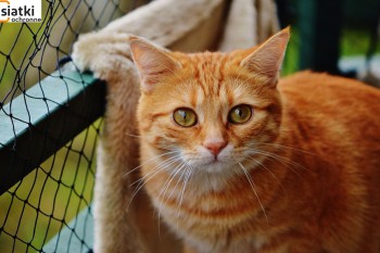 Siatki Bełchatów - Siatka sznurkowa na balkon dla kota dla terenów Bełchatowa