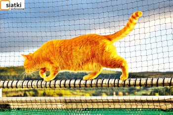 Siatki Bełchatów - Plastikowa niedroga siatka dla kota na balkon dla terenów Bełchatowa