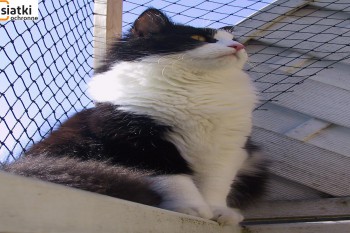 Siatki Bełchatów - Siatka balkonowa – zabezpieczenie dla kota dla terenów Bełchatowa