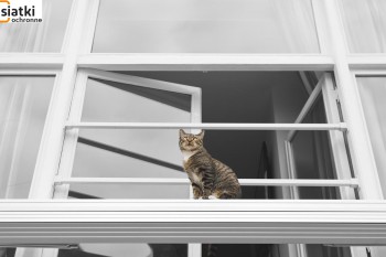 Siatki Bełchatów - Zabezpieczenie dla kotów – siatka dla terenów Bełchatowa